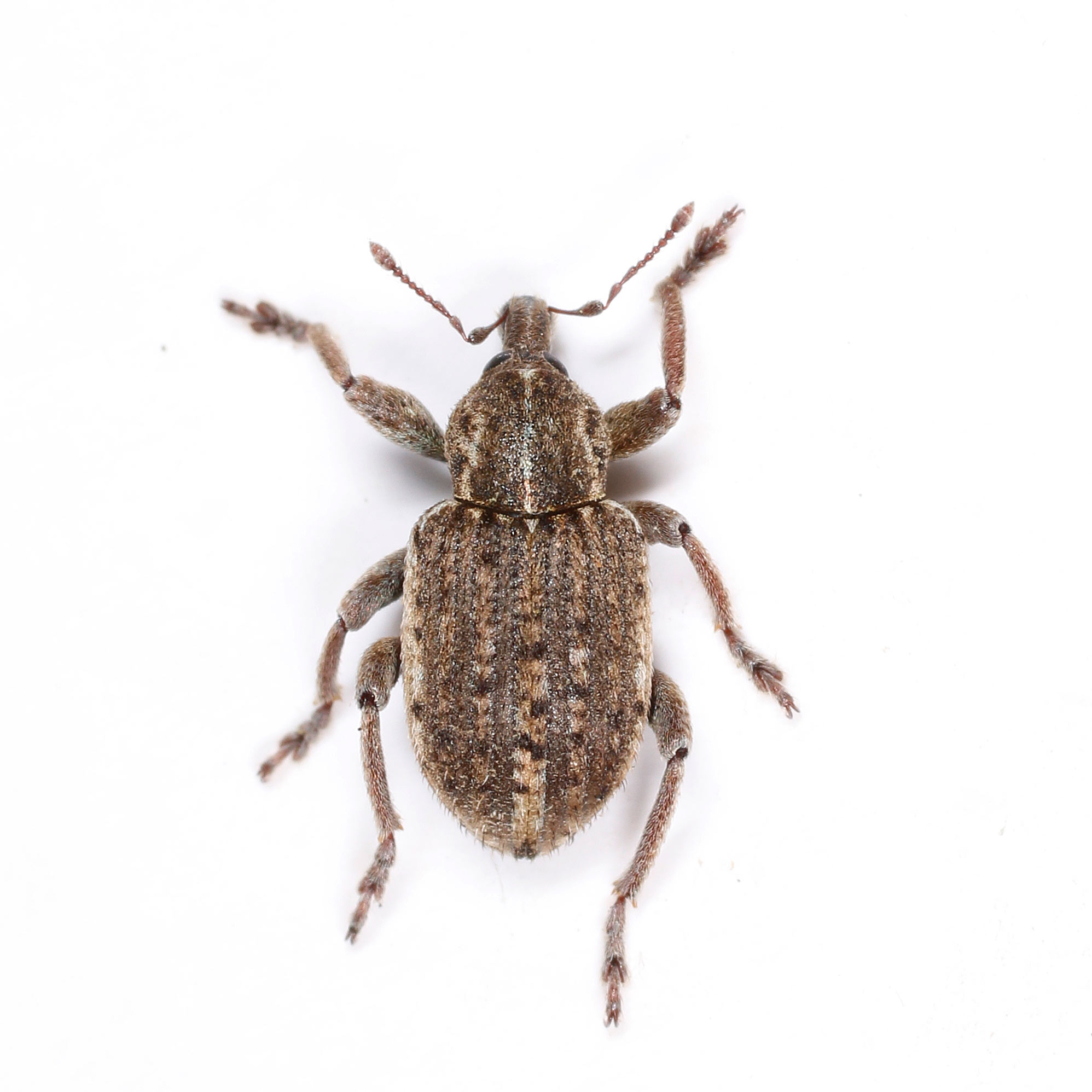 Curculionidae: Donus zoilus?